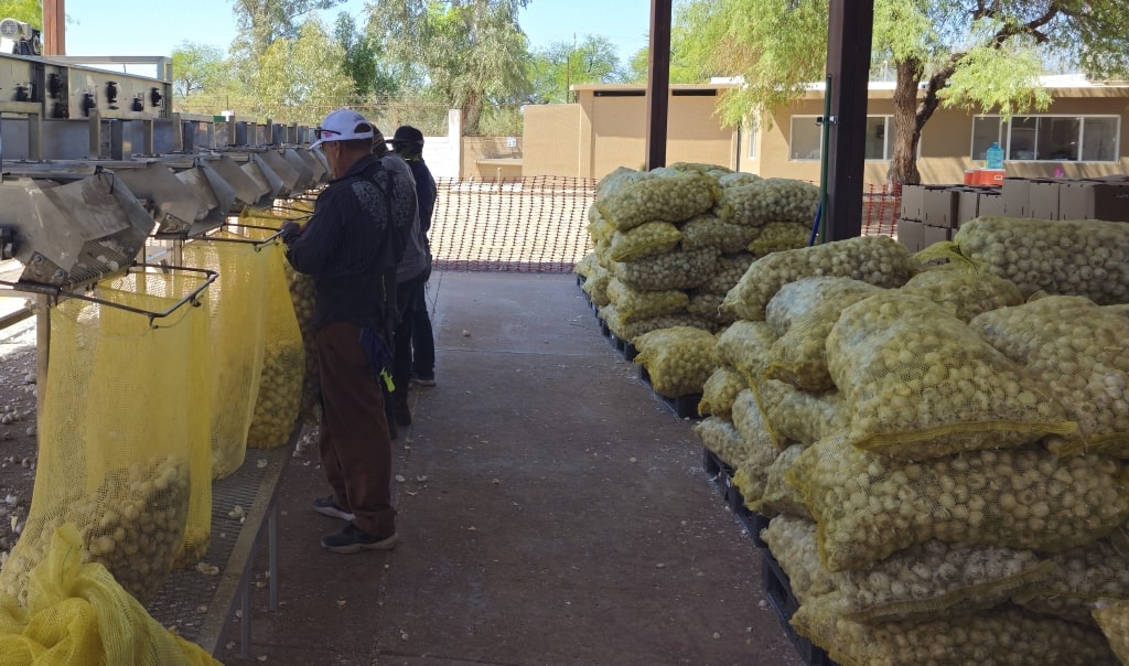 Foto de una maquina clasificadora y empacadora de producto agrícola